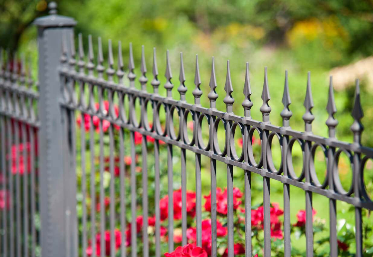 Garden of roses behind the black iron fence. Focus on foreground.